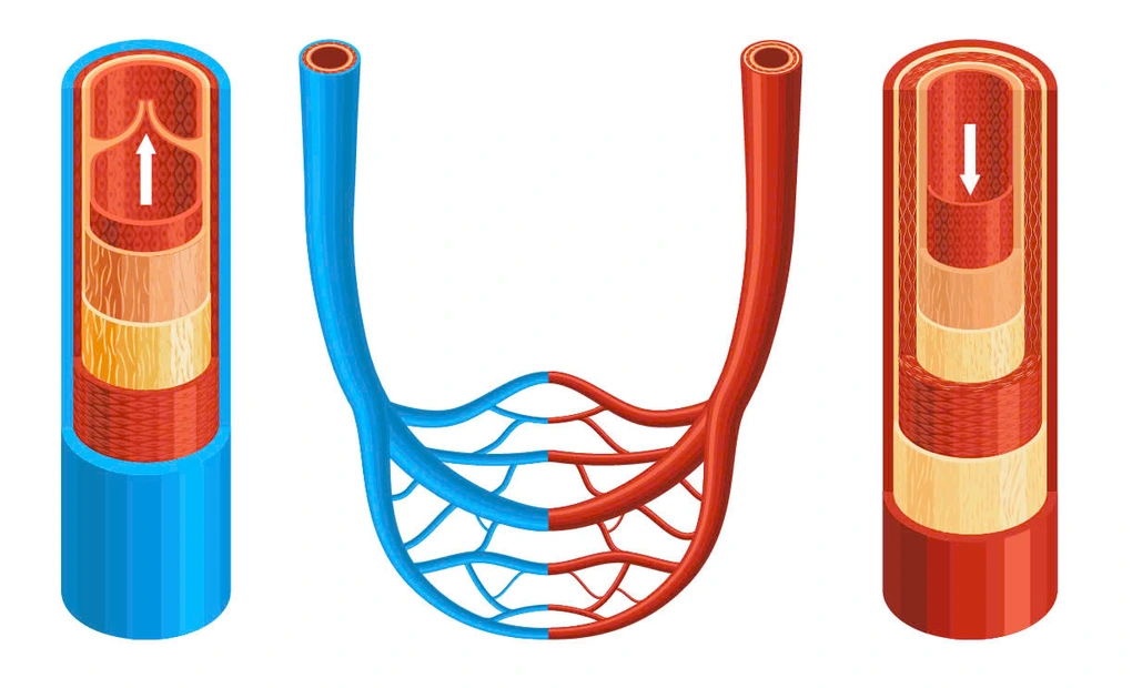 Cross-section diagram comparing artery vein and capillary wall structure and thickness