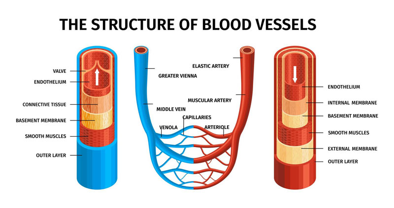 Anatomical diagram showing arteries veins and capillaries in the human circulatory system