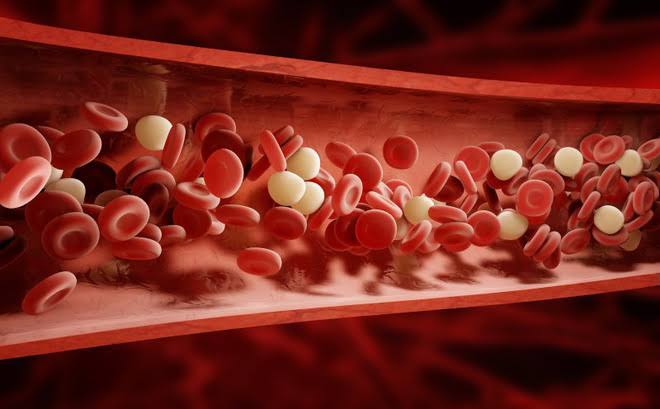 Diagram showing how blood circulates through the body via pulmonary and systemic circuits