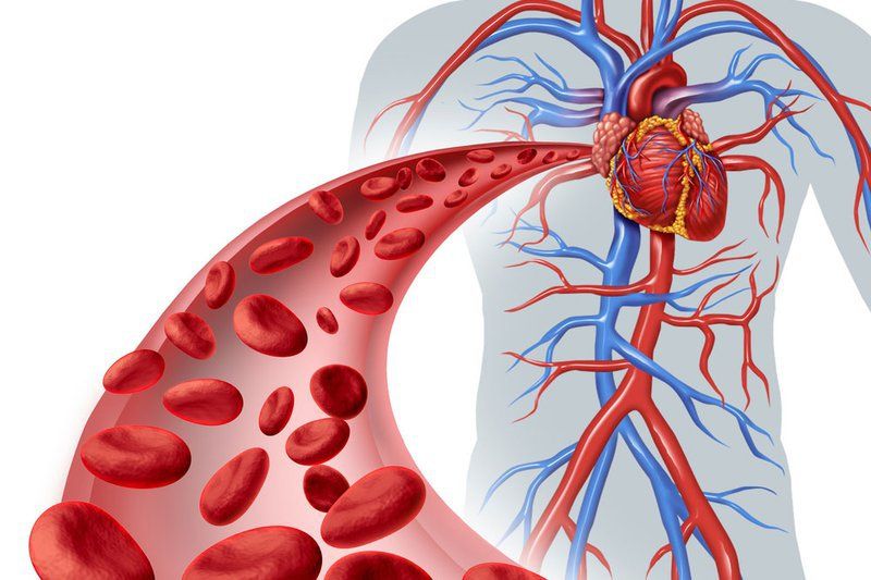 Illustration of blood flow through the heart and major blood vessels showing circulation routes