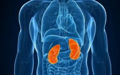 kidney cancer location diagram showing where renal cell carcinoma develops within the kidney anatomy