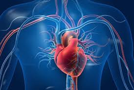 Person with strong cardiovascular fitness showing signs of a healthy heart including good exercise capacity and energy