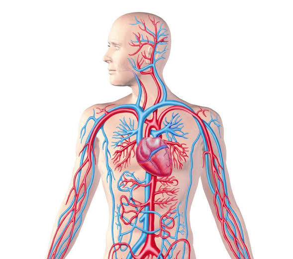 healthy heart diagram showing cardiac anatomy including ventricles atria and coronary arteries
