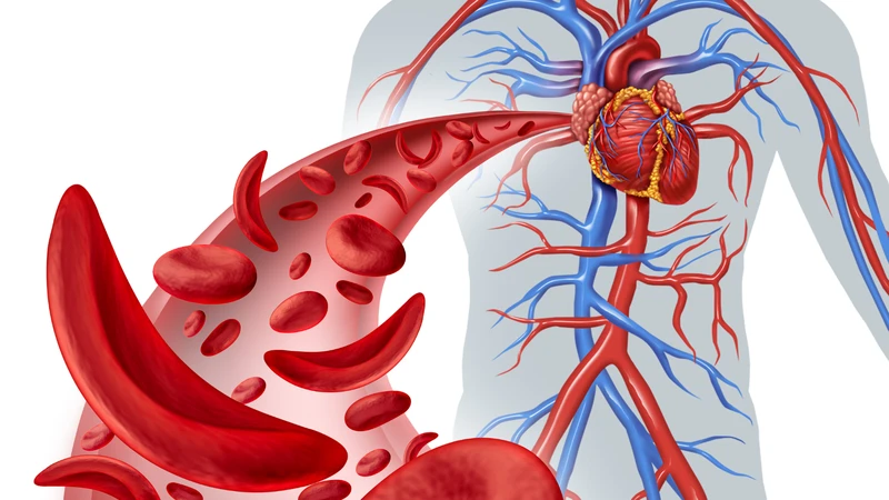 heart health — illustration of a healthy heart and cardiovascular system showing normal blood pressure cholesterol and heart function