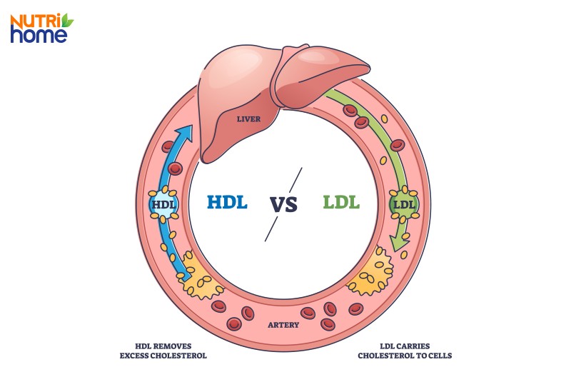 Chart showing cholesterol reference numbers and cardiovascular risk level categories for LDL HDL and triglycerides