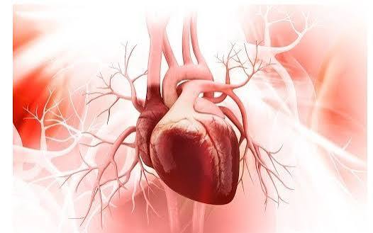 Heart valve disease anatomy showing the four cardiac valves and their role in directing blood flow