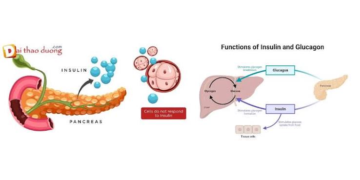 diagram of hormonal pathways that raise and lower blood glucose