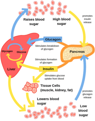 illustration showing how hormones regulate blood sugar and glucose levels