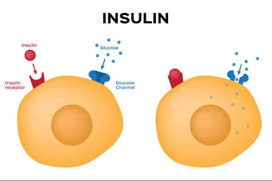 insulin mechanism of action showing glucose entering cell after insulin binds receptor