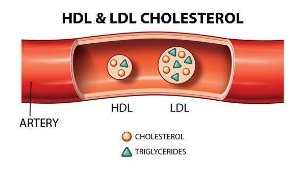 LDL vs HDL cholesterol — diagram showing lipoprotein transport in the bloodstream