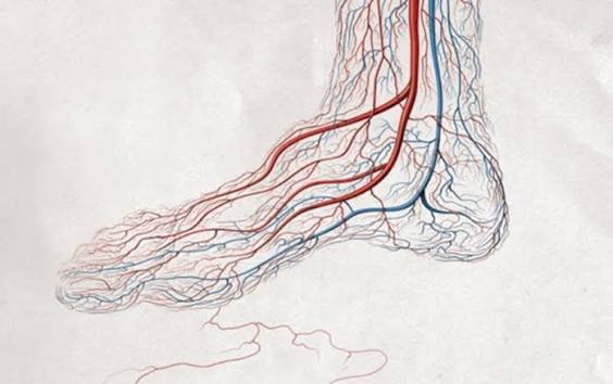 Poor circulation in the legs symptoms peripheral arterial disease venous insufficiency cold feet discoloration