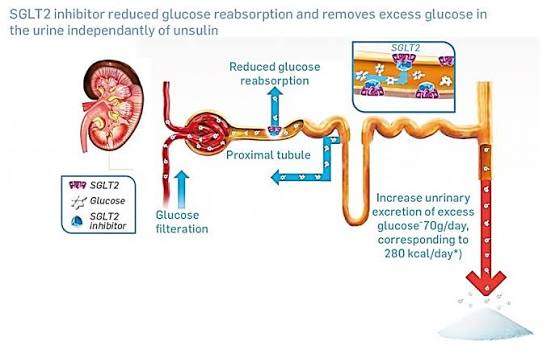 SGLT2 inhibitor kidney mechanism — diagram showing glucose excretion through kidney as the mechanism of SGLT2 inhibitor action