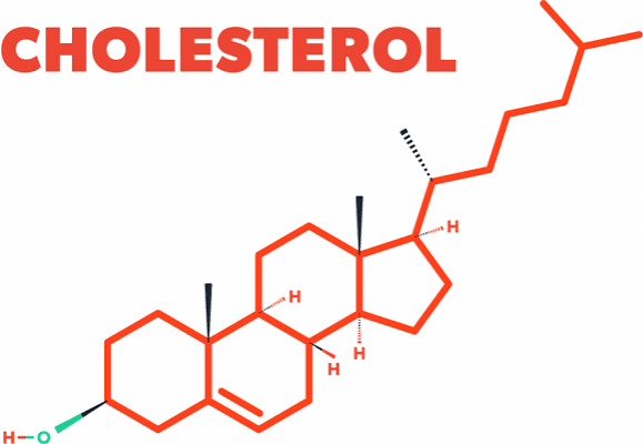 LDL and HDL cholesterol particles in the bloodstream — what is cholesterol explained