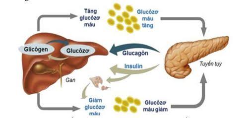 what is insulin diagram showing pancreatic beta cells releasing insulin into bloodstream