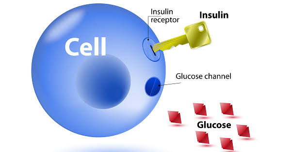 what is insulin resistance showing blocked insulin receptor and elevated blood glucose