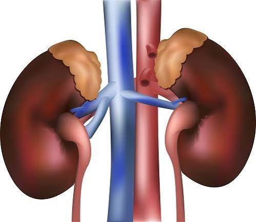 Diagram showing the most common kidney problems in adults including CKD kidney stones and infections