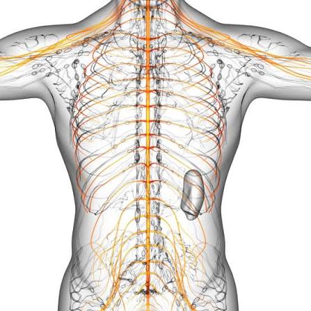 diabetic autonomic neuropathy — diagram showing the autonomic nervous system structures affected by diabetes including the heart, stomach, bladder, and sweat glands with characteristic symptoms