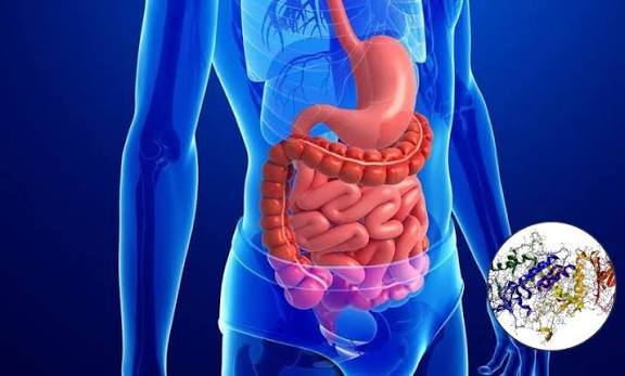 digestive enzymes amylase lipase protease pancreas salivary brush border how digestion works food breakdown