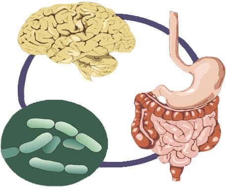 gut-brain connection enteric nervous system vagus nerve serotonin digestive health mental health