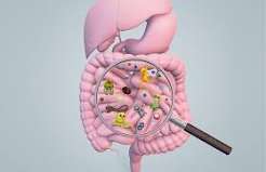 gut microbiome diversity short chain fatty acids butyrate propionate fermented foods fibre plant diversity gut health support