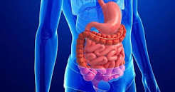 gut health microbiome intestinal barrier immune system enteric nervous system digestive tract what gut health means