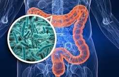gut microbiome bacteria Bacteroidetes Firmicutes Akkermansia Bifidobacterium intestinal tract microorganism diversity species