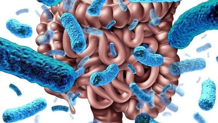 gut microbiome development birth vaginal delivery caesarean breast milk HMO Bifidobacterium first 1000 days infant colonisation
