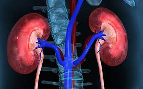 Guide to monitoring signs of healthy kidney function including eGFR trend UACR and urine color