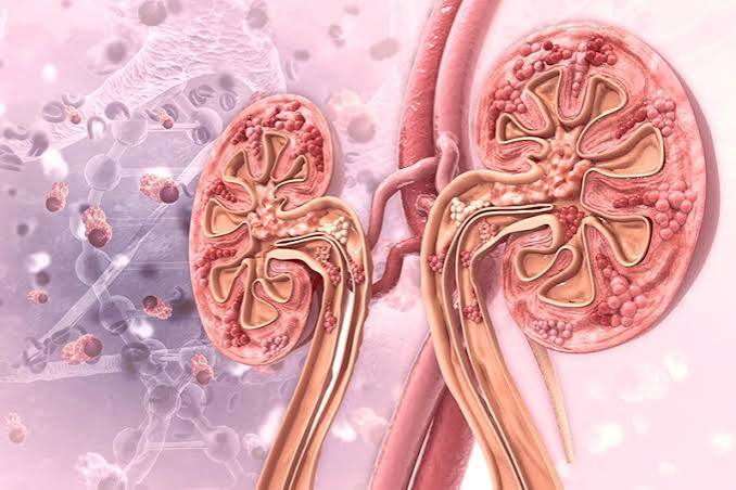 High blood pressure and kidney health — diagram showing hypertensive nephropathy and kidney damage cycle
