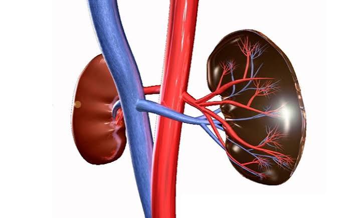 High blood pressure kidney damage treatment with ACE inhibitors and ARBs protecting kidney function