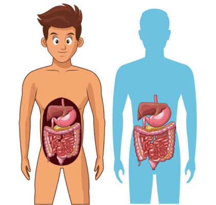 how the digestive system works