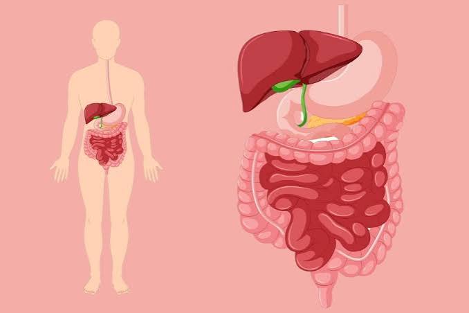 how-the-digestive-system-works-body