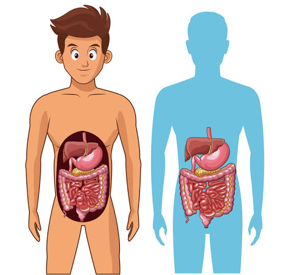 how the digestive system works