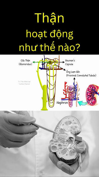 Diagram showing how the kidneys work with nephron anatomy and filtration structures labeled