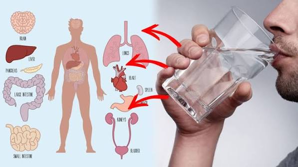 hydration digestion water digestive enzymes gastric secretion constipation stool gut microbiome fluid intake