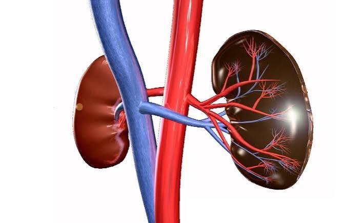 kidney disease and anemia — CKD patient experiencing fatigue from anemia with hemoglobin and EPO monitoring lab results