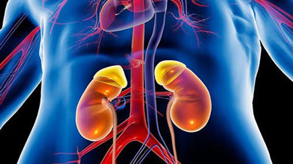 kidney disease and heart health — cardiorenal connection diagram showing bidirectional relationship between kidneys and heart