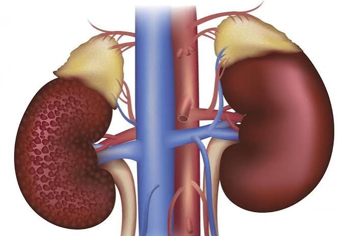 kidney disease and long-term monitoring — CKD patient taking home blood pressure readings with digital monitor for kidney health tracking