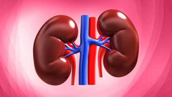 kidney disease and mineral balance — nephrologist reviewing electrolyte lab results with CKD patient for potassium and phosphorus management