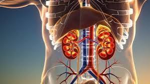 Chart of kidney disease risk factors including modifiable risks like diabetes and hypertension and non-modifiable risks like family history and APOL1 genetics