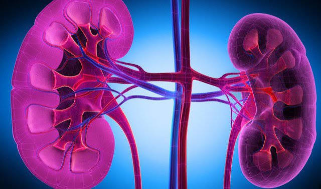 Guide showing kidney disease risk factor screening schedules for adults with diabetes hypertension family history and APOL1 genetics