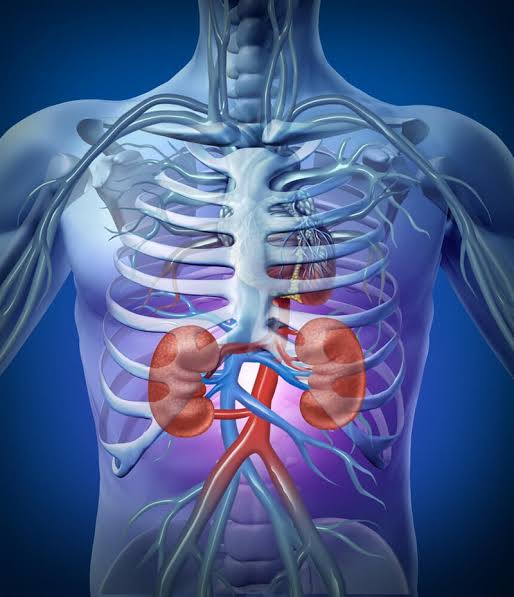 Step-by-step diagram of the kidney filtration process showing glomerular filtration and tubular reabsorption