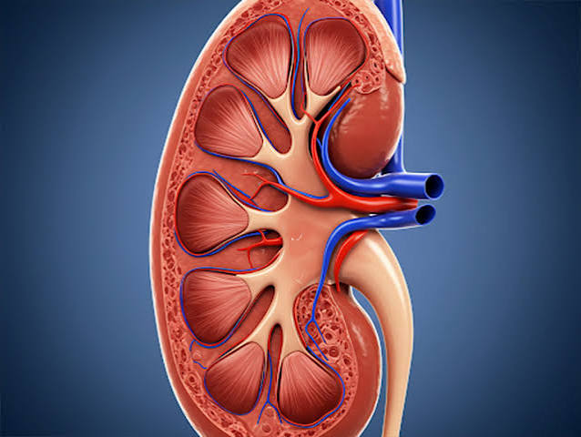 Guide to kidney health after 40 showing recommended screening tests eGFR and UACR and protective steps