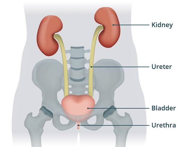 Chart explaining eGFR and UACR kidney health lab values and what the numbers mean