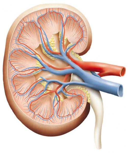 kidney infection symptoms and warning signs — diagram showing kidney location and key signs including flank pain, fever, and chills distinguishing pyelonephritis from bladder infection