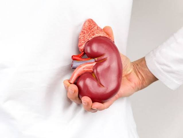 kidney transplant simple guide — patient meeting with transplant coordinator after kidney transplant surgery