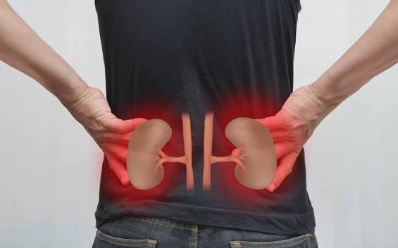 lower back pain vs kidney pain flank cva anatomy comparison