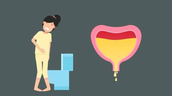 overactive bladder symptoms and causes — anatomical illustration showing the detrusor muscle surrounding the bladder with nerve pathway connections to the spinal cord and brain