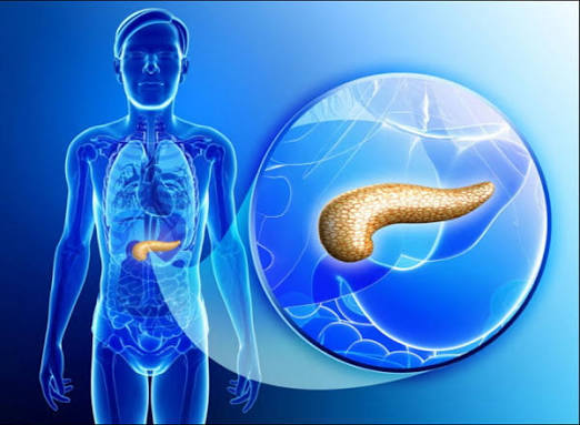 pancreas and digestive health exocrine endocrine function enzymes insulin blood sugar pancreatitis anatomy