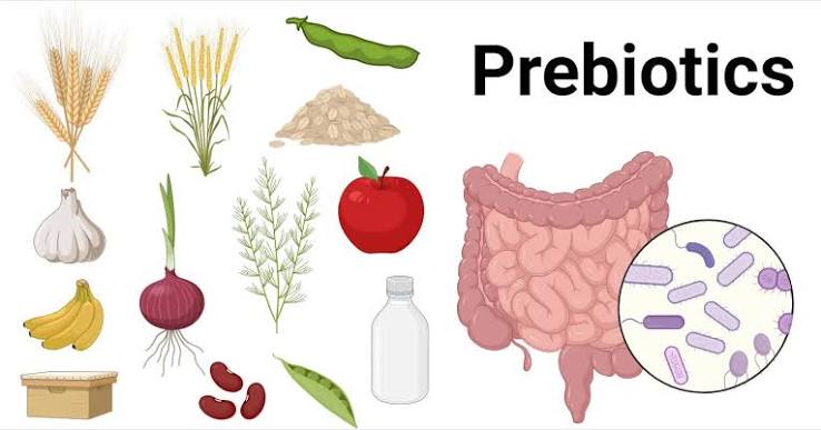 prebiotic food sources garlic onion oats asparagus legumes chicory root banana resistant starch gut microbiome fermentation